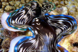 Mantle of giant clam. by Carlo Greco 